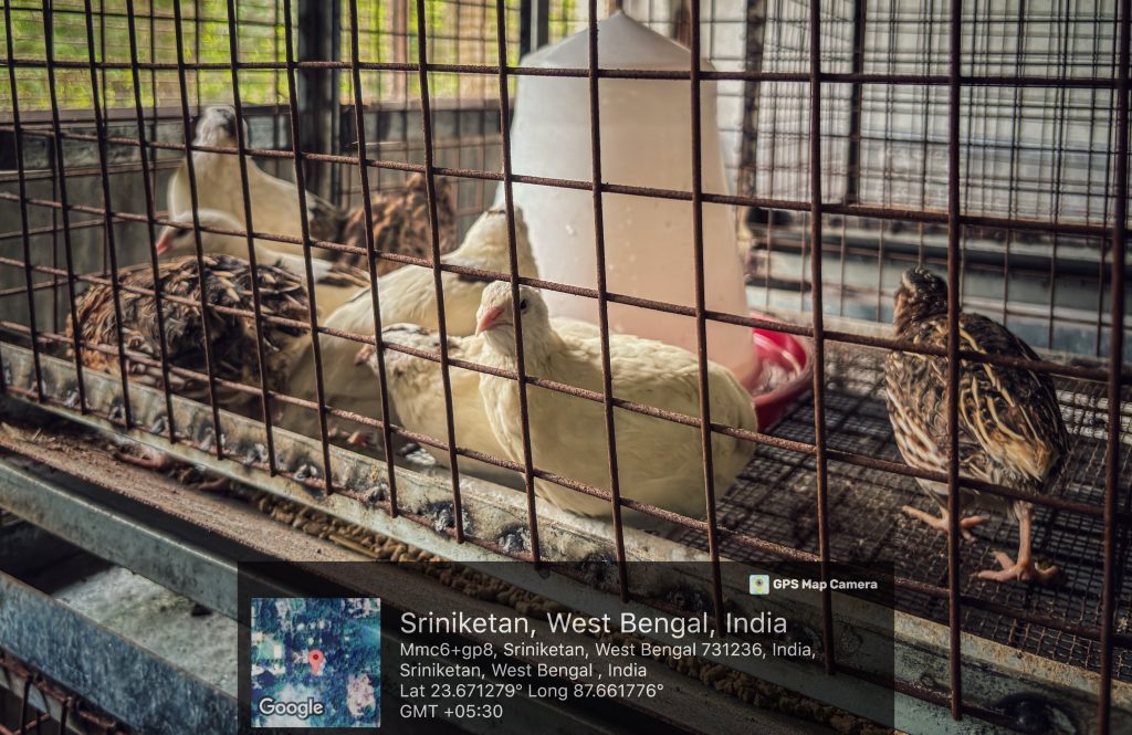 Japanese Quail