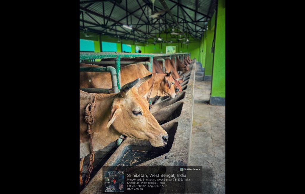 Cow Shed