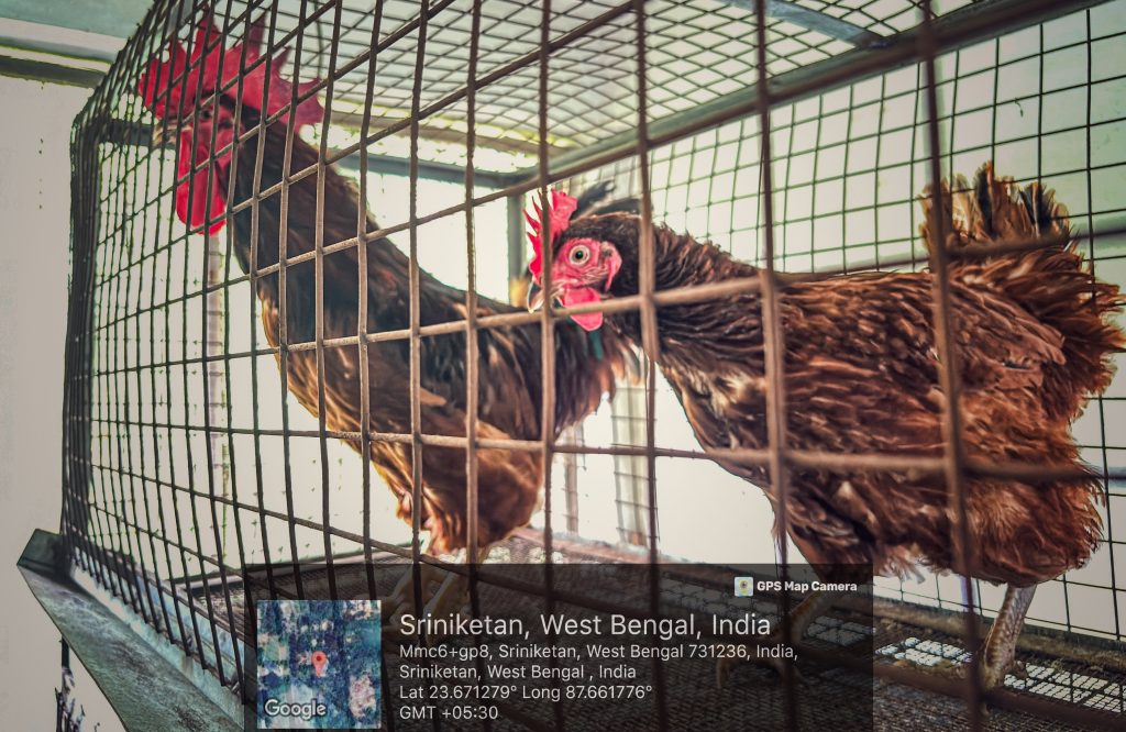 Rhode Island Red (RIR)