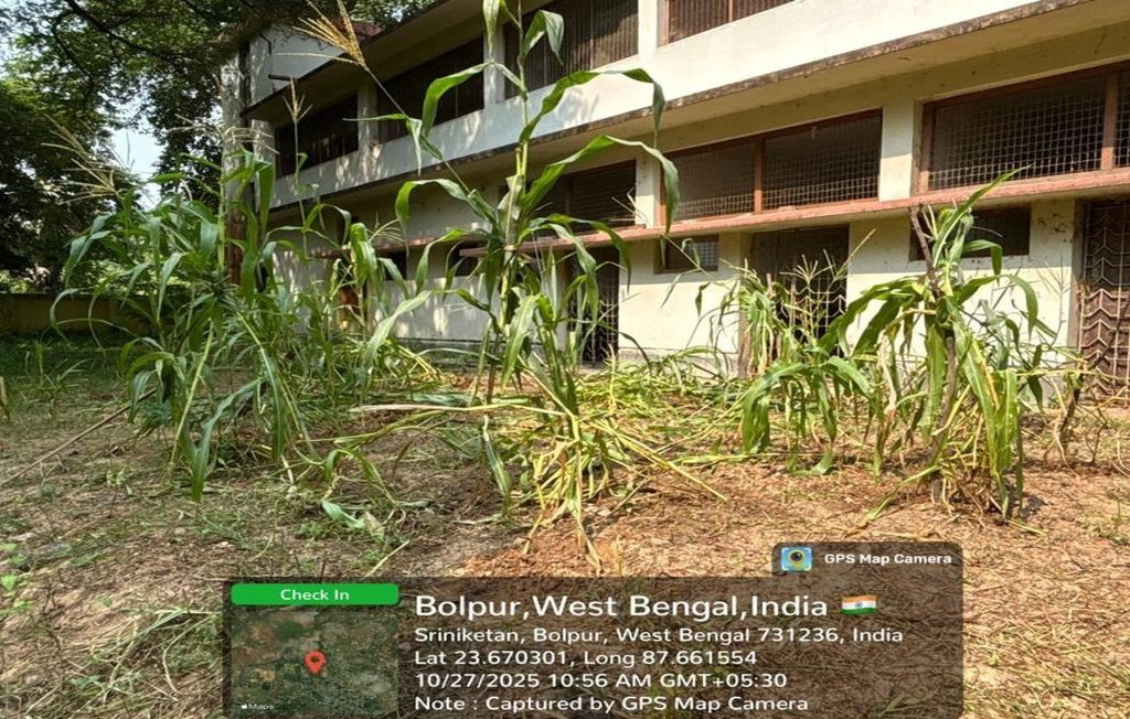 Maize farming in Dairy and Poultry Farm